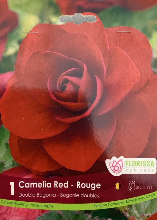 Begonia Camelia Red