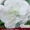 Begonia Camelia White