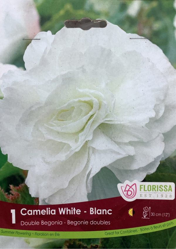 Begonia Camelia White