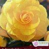 Begonia Camelia Yellow
