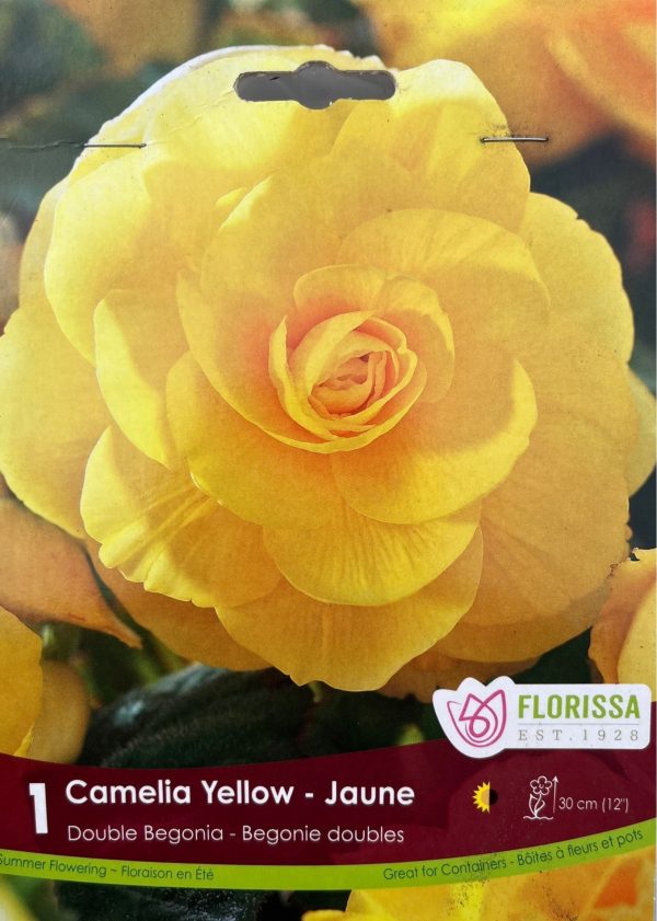 Begonia Camelia Yellow