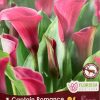 Calla Lily Captain Romance
