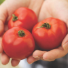 Tomato Celebrity Hybrid