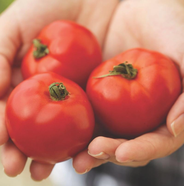 Tomato Celebrity Hybrid