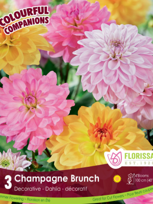 Dahlia Champagne Brunch