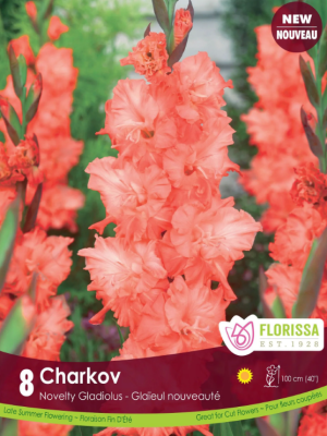 Gladiolus Charkov