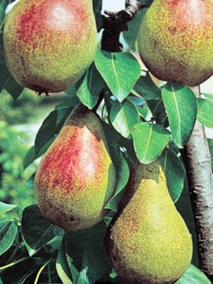 Clapp's Favourite Pear