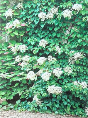 Climbing Hydrangea