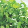 Coriander Cilantro