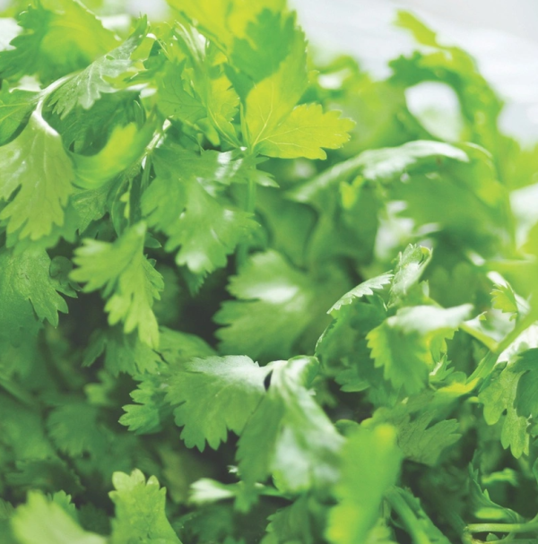 Coriander Cilantro