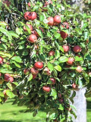 Apple Crimson Crisp