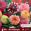 Dahlia Giant Dinnerplate Mix