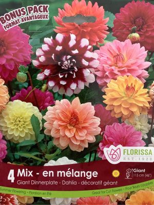 Dahlia Giant Dinnerplate Mix