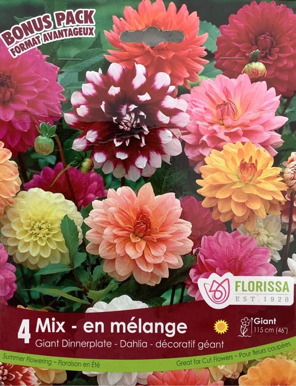 Dahlia Giant Dinnerplate Mix