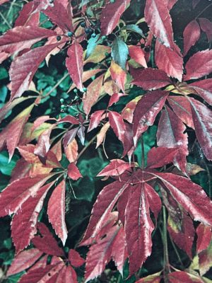 Engelman's Ivy (Staked)