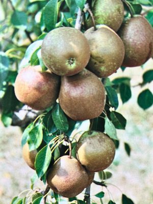 Flemish Beauty Pear