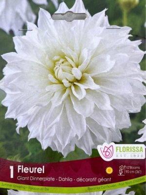 Dahlia Fleurel