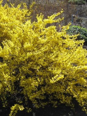 Forsythia Magical Gold