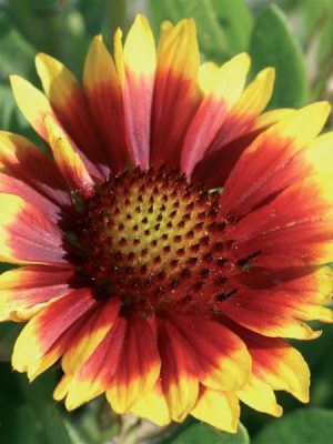 Blanketflower 'Arizona Sun'