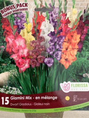 Gladiolus Glamini Mix