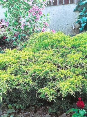 Gold Star Juniper