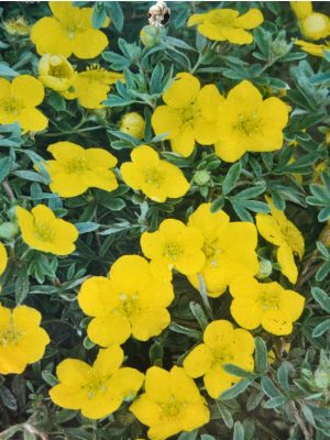 Goldstar Cinquefoil Potentilla