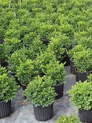 Boxwood Green Gem
