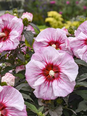 Hibiscus 'Cherry Choco Latte'