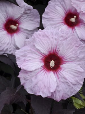 Hibiscus 'Dark Mystery'