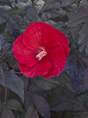 Hibiscus 'Midnight Marvel'
