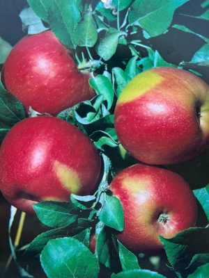 Apple Honeycrisp