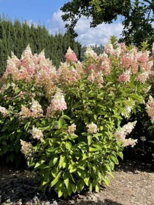 Candelabra Hydrangea