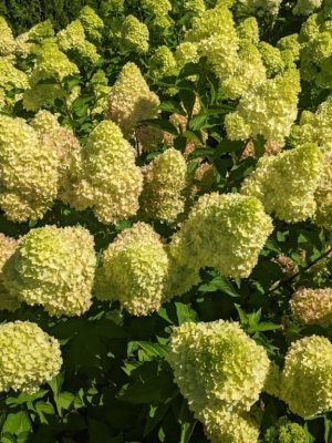 Dragon Baby™ Hydrangea