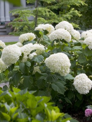 Incrediball™ Hydrangea