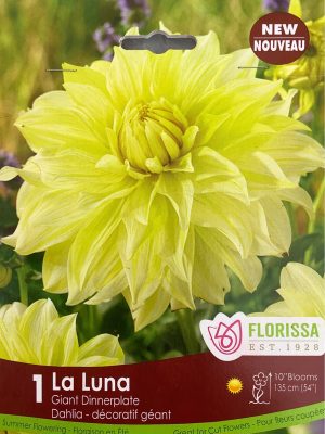 Dahlia La Luna