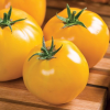 Tomato Lemon Boy