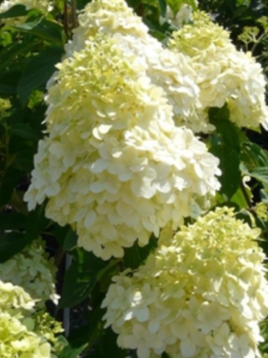 Limelight™ Hydrangea