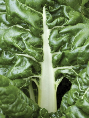 Swiss Chard Lucullus