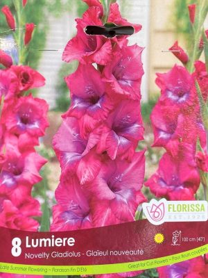 Gladiolus Lumiere