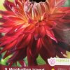Dahlia Manhattan Island