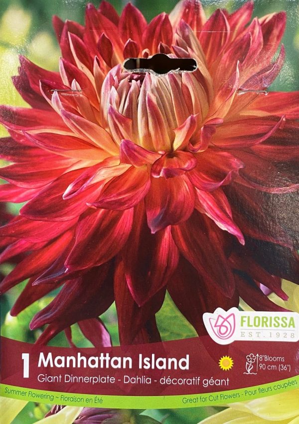 Dahlia Manhattan Island