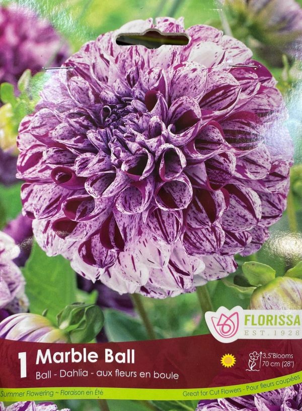 Dahlia Marble Ball
