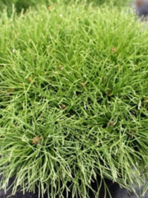 Mugo Pine