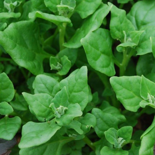 Spinach New Zealand