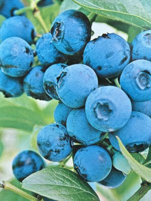 Blueberry Northland