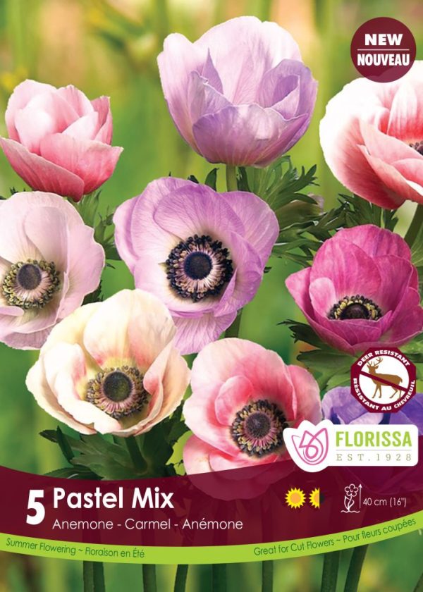 Anenome Carmel Pastel Mix
