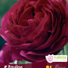 Rananculus Pauline