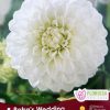 Dahlia Petra's Wedding