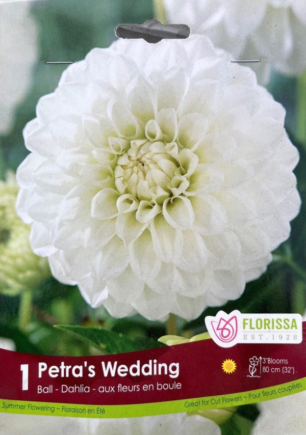 Dahlia Petra's Wedding