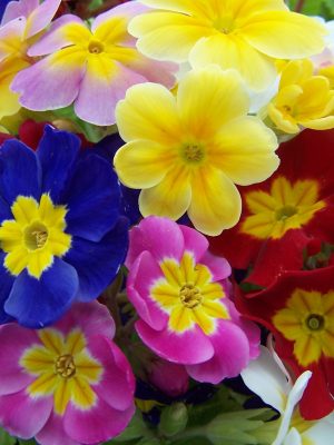 Primrose 'Pacific Giants Mixed'